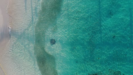 Stingray-Swimming-in-Shallow-Tropical-Water-and-Male-Walking-on-White-Sand-Beach-on-Maldives-Island,-Top-Down-Aerial-View