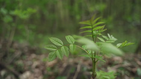 Nahaufnahme-Einer-Winzigen-Grünen-Pflanze,-Die-Auf-Dem-Boden-Im-Wald-Wächst,-Isoliert-Auf-Verschwommenem-Hintergrund