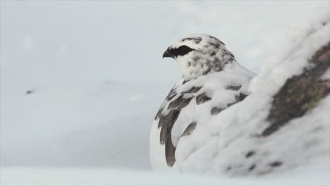Ptarmigan-close-up-in-winter-plumage-in-snowy-mountains,-Cairngorms,-Scotland