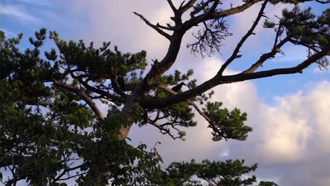 Schwarze-Krähe,-Die-Bei-Sonnenaufgang-Auf-Einem-Silhouettierten-Baum-Vor-Blauem-Und-Bewölktem-Himmel-Sitzt