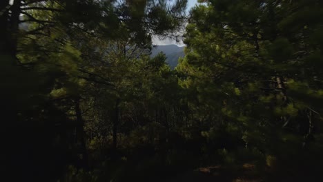 Fast-backwards-aerial-shot-of-the-mountains-moving-in-between-the-trees