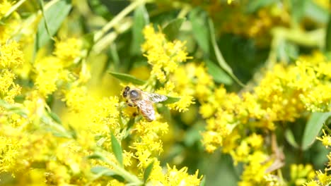 Honey-Bee-collecting-pollen-on-yellow-flowers-in-slow-motion-HD