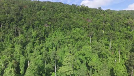 Koh-Chang-Thailand-blue-sky-aerial-view-above-dense-palm-tree-rain-forest-vegetation