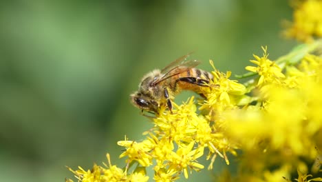 Nahaufnahme-In-Zeitlupe-Einer-Biene-Auf-Gelben-Blumen,-Die-Pollen-Sammeln