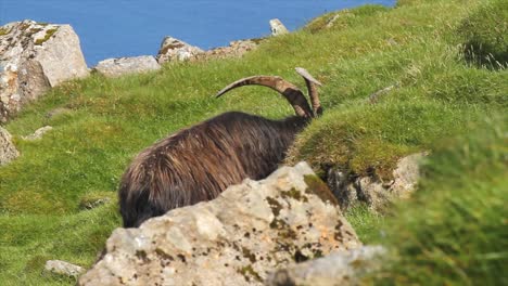 Feral-goat-grazing-on-Isle-of-Rum-mountains,-Highlands,-Scotland