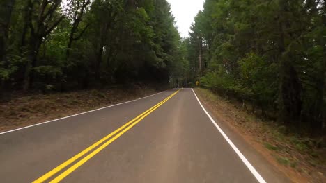 Time-lapse-through-forest-highway-surrounded-by-large-green-trees