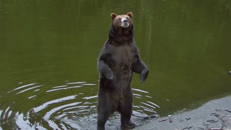 Black-bear-standing-up-on-the-back-legs-by-the-river-bank