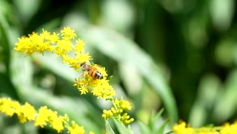 Honigbienen-Sammeln-Pollen.-HD-Zeitlupe