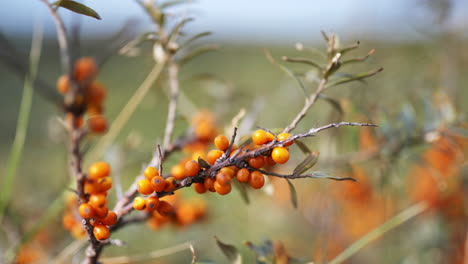 Seaberry-Plants---Close-Up-View-Of-A-Sea-Buckthorn-Fruits-On-The-Tree-Branches-Gently-Moving-In-The-Wind