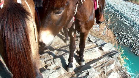 Mules-smell-the-posterior-of-a-horse-while-passing-by-a-narrow-rocky-trail-in-the-mountains-in-Nepal