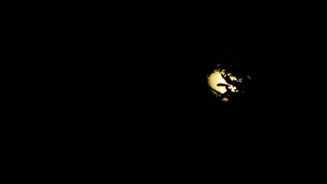 Luna-Llena-A-Través-De-Los-árboles-En-La-Oscuridad-Del-Lapso-De-Tiempo-Nocturno