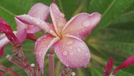 Rack-focus-push-in-towards-pink-Plumeria-covered-in-raindrops