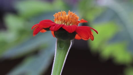 Mexican-Sunflower-closeup-vs-the-blurred-out-soft-background-in-nature
