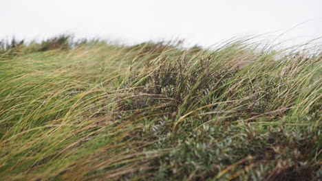 Tall-Marram-Grasses-Blowing-In-The-Wind