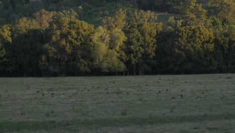 Eine-Gruppe-östlicher-Graukängurus,-Die-Auf-Dem-Grasland-Grasen-–-Macropus-Giganteus-Im-Park-In-Queensland,-Australien-–-Weitwinkelaufnahme