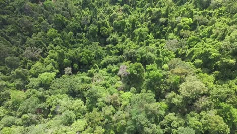 Koh-Chang-birdseye-aerial-view-above-lush-woodland-rain-forest-wilderness-foliage-Thailand
