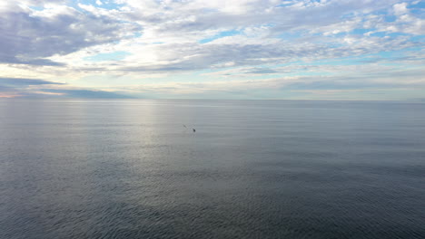 Luftaufnahme:-Flug-Auf-Zwei-Wasservögel-Zu,-Möwen,-Die-Auf-Einer-Oberfläche-Der-Wunderschönen-Ostsee-Ruhen