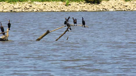 Several-Cormorants-fighting-on-a-branch-in-Lake-Texoma-in-the-Hagerman-National-Wildlife-Refuge