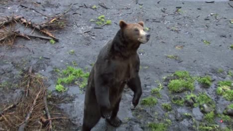 Black-bear-stand-up-on-his-back-feet