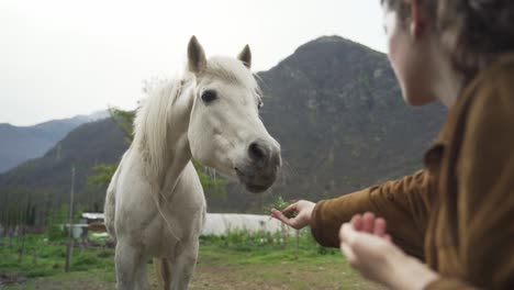 Close-up-footage-of-a-woman-feeding-the-horse-with-her-hands