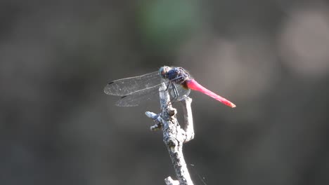 Schwarze-Und-Rote-Libelle-In-Ponf-Uhd-Mp4-4k