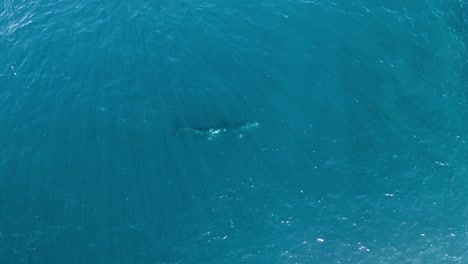 Ein-Einsamer-Südlicher-Glattwal,-Der-Unter-Dem-Blauen-Wasser-Mit-Sonnenstrahlen-Im-Golfo-San-Jose-In-Argentinien,-Südamerika,-Schwimmt