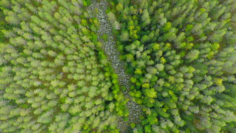 Drone-birds-eye-view-of-dried-river-in-the-forest