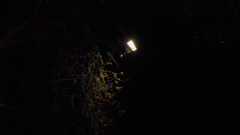 Single-street-light-illuminates-branches-with-leaves-in-park-at-night,-slowmo
