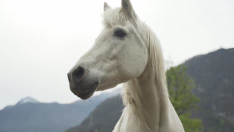 Nahaufnahme-Eines-Porträts-Eines-Wunderschönen-Weißen-Pferdes,-Das-Seinen-Kopf-Bewegt
