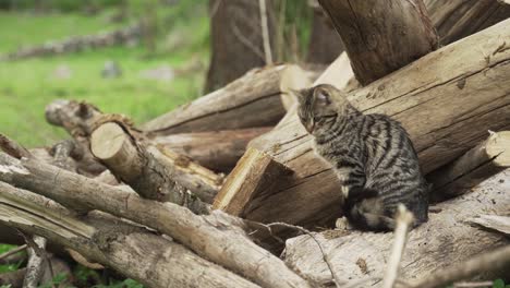 cat-on-logs-looking-around-and-meowing-in-the-nature