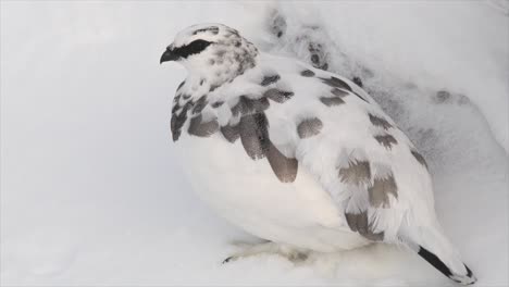 Ptarmigan-in-winter-plumage-in-snowy-mountains,-Cairngorms,-Scotland