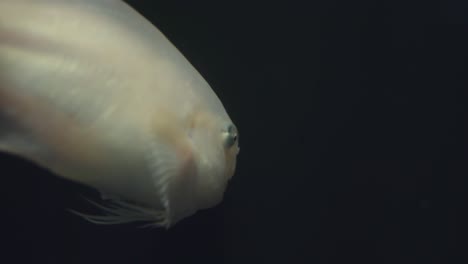 Ein-Schneckenfisch-Schwimmt-Sanft-Durch-Das-Stille-Wasser-Mit-Schwarzem-Hintergrund-Im-Tiefblauen-Aquarium-In-Numazu,-Japan-–-Nahaufnahme
