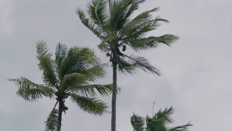 Mittlere-Neigung-Von-Kokospalmen,-Die-Im-Tropischen-Inselwind-Wehen