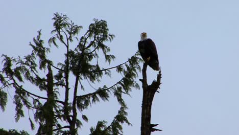 Bald-eagle-majestically-sitting-on-top-of-a-pine-tree-in-a-rainy-day-in-Alaska