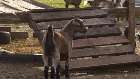 Brown-billy-goat-standing---looking-around,-from-behind