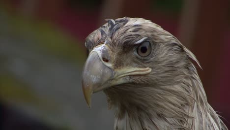 Extreme-closeup-of-the-head-of-a-very-young-bald-eagle