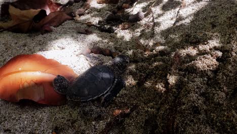 Schöne-Baby-Meeresschildkröte-Auf-Dem-Weg-Zum-Meer---Nahaufnahme