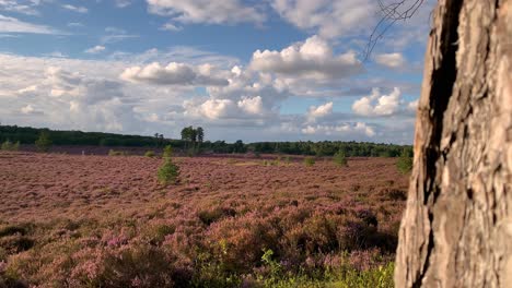 A-huge-field-with-bushes-of-blooming-heather-surrounded-by-forest-and-a-blue-sky-with-white-clouds