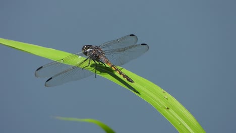 dragonfly--in-grass-MP4-video-.