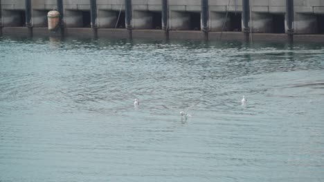 Seevögel-Schwimmen,-Einer-Fliegt-Plötzlich-Weg,-Auf-Dem-Wasser-Auf-Dem-Numazu-Fischmarkt-In-Numazu,-Japan-–-Weitwinkelaufnahme