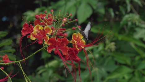 Großer-Weißer-Schmetterling-Mit-Schwarzen-Flügelspitzen-Auf-Tropischen-Blumen