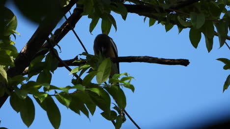 Pájaro-Rufo-Treepie-En-árbol-Uhd-Mp4-4k-Video.