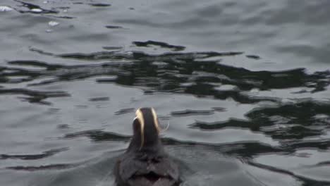 Close-shot-of-a-Tufted-Puffin-in-the-ocean-waters
