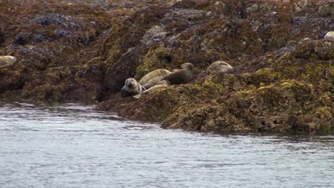 Seals-standing-on-the-rocky-shore-of-a-small-island-in-Alaska,-one-is-looking-toward-the-camera