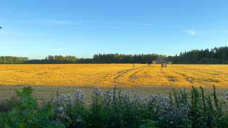 Wildblumen,-Die-Im-Wind-Wehen,-Mit-Landwirtschaftlichen-Traktoren,-Die-Heu-Auf-Dem-Feld-In-Puck,-Polen,-Ernten-Und-Pressen