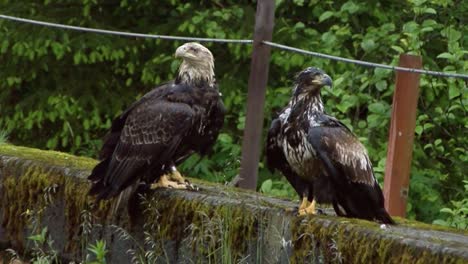 Dos-Jóvenes-águilas-Calvas-Descansando-Sobre-Un-Muro-De-Piedra