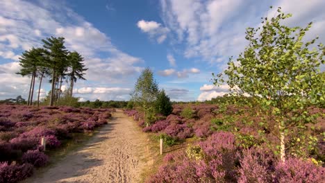 A-path-in-a-field-with-blooming-heather-bushes,-trees-swaying-in-the-wind-and-a-blue-sky-with-white-clouds