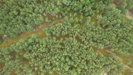 AERIAL:-Top-View-Shot-of-Wild-Natural-Siberia-Forest-in-Spring