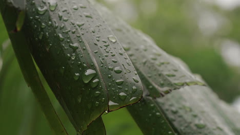 Close-up-of-raindrops-falling-on-leaf-of-banana-palm-tree