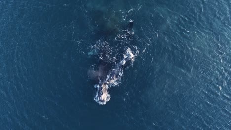 Zwei-Wale,-Mutter-Und-Kalb,-Schwimmen-Friedlich-Auf-Der-Ruhigen-Oberfläche-Patagoniens---Luftaufnahme-Von-Oben-In-Zeitlupe
